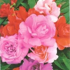 600 sementes 1200 sementes 1600 sementes Beijo De Frade Dobrado Impatiens