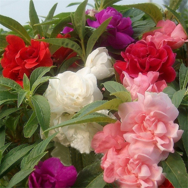 600 sementes 1200 sementes 1600 sementes Beijo De Frade Dobrado Impatiens Flor De Camelia ll