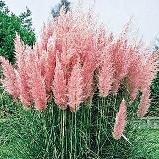 600 sementes 1200 sementes 1600 sementes originais do capim pampas Q1 ll