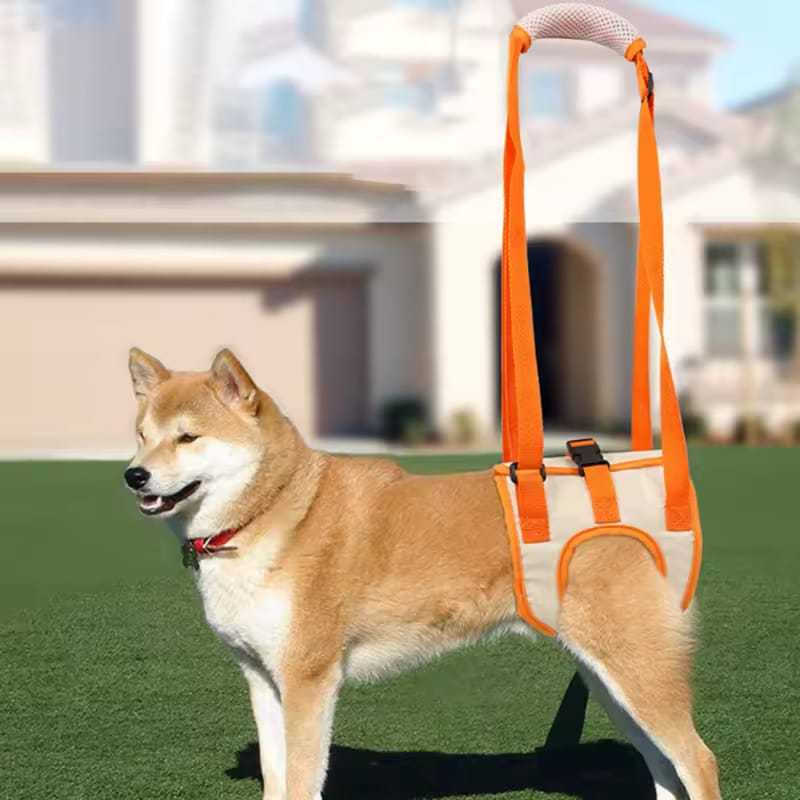 Cinto Laranja de Apoio Pet Patas Traseiras Suporte de Reabilitação para Mais Mobilidade e Conforto