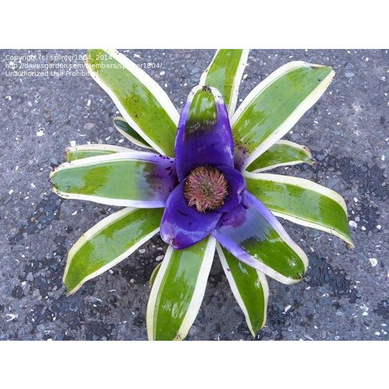 100 sements bromelia center purple com manual de cultivo