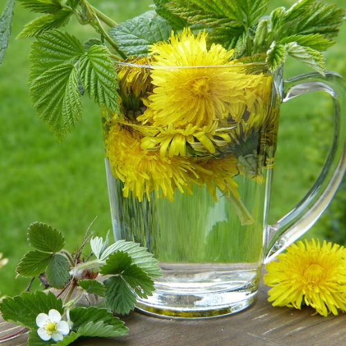 TIERISCH GESUND WORKSHOP´s