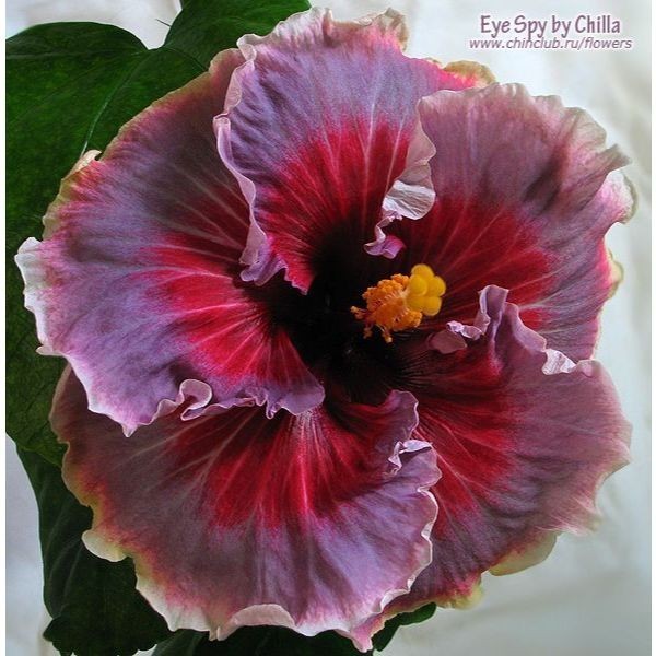100 sementes hibisco 'Electric Pink com manual de cultivo pronta entrega envio em 24h l
