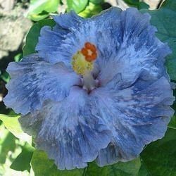 100 sementes hibisco Electric Blue com manual de cultivo pronta entrega envio em 24h I