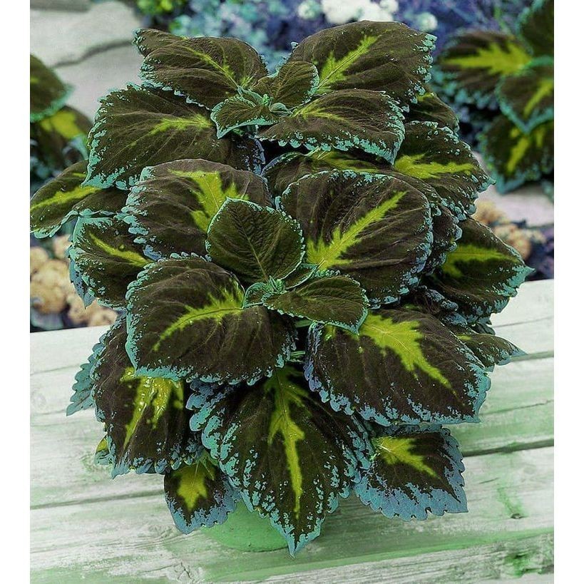 100 sementes colleus 'Electric Lime' com manual de cultivo pronta entrega envio em 24h