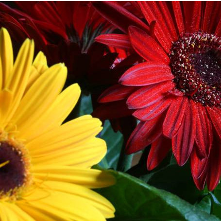Gerberas Sortidas 800 Sements Originais Para  Cultivo y7 pra fazer novas plantas l