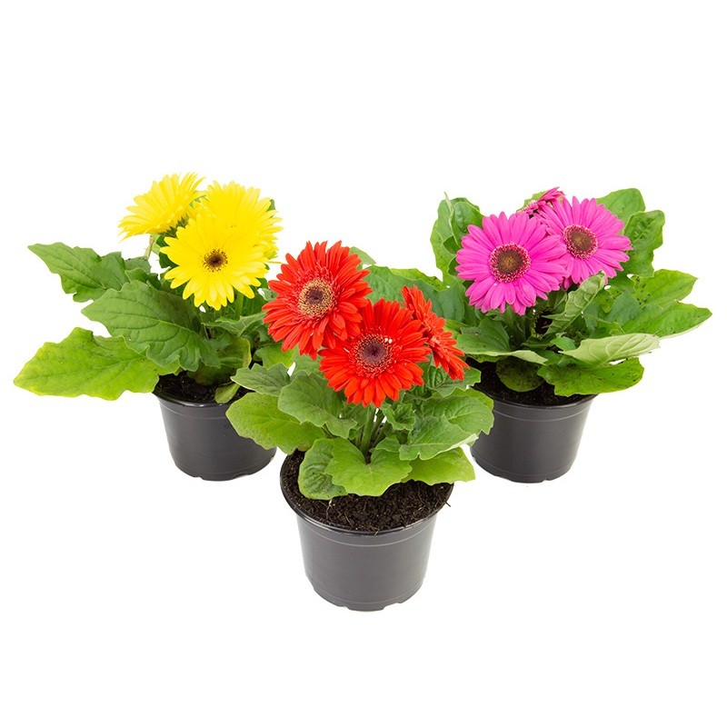 Gerberas Sortidas 1200 Sementes Originais jy pra fazer plantas