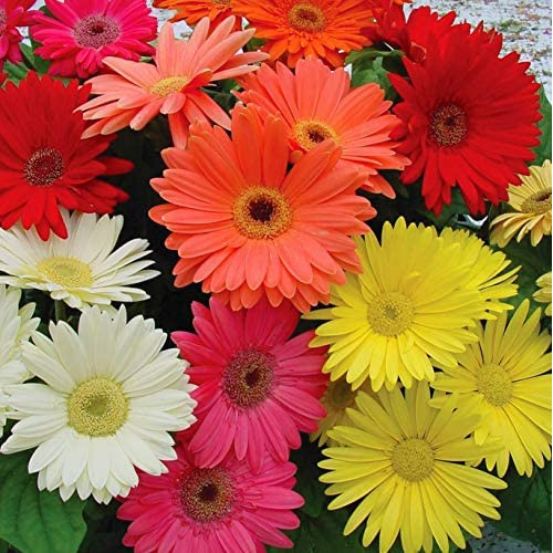 200-500 Sementes de Gérbera Jamesonii Margarida Sortida Flores Perenes Perfumadas p/ Jardim Vaso Casa