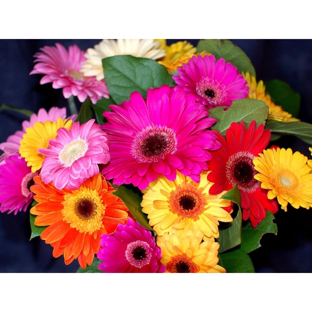 Gerbera Sortida Gerberas Flor 550 Sementes Para Sementes
