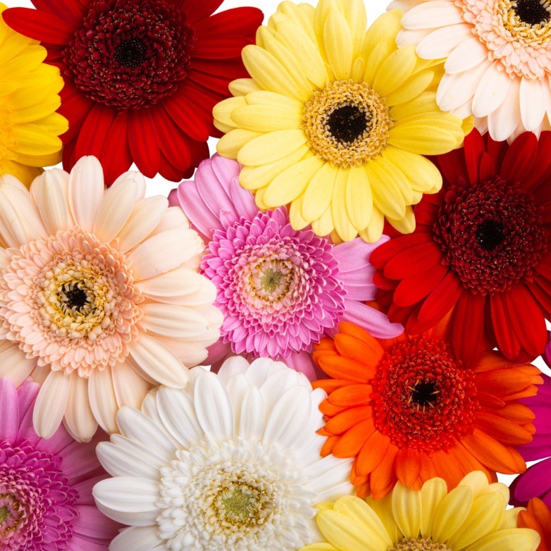 Gerbera Importada Sortida Sementes Flor pra fazer muda