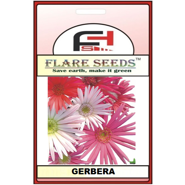 5 Sementes Flor Gérbera Festival Sortida