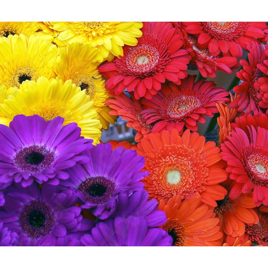 Gerbera Importada Sortida 800 Sementes Flor P/ Sements pra fazer muda