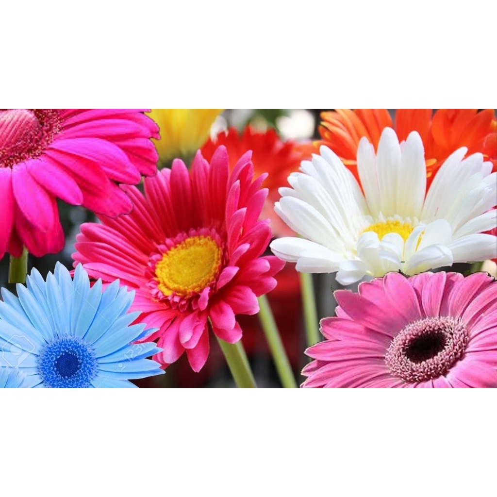 Gerberas Sortidas 50 Sementes Sadias Recém Colhidas