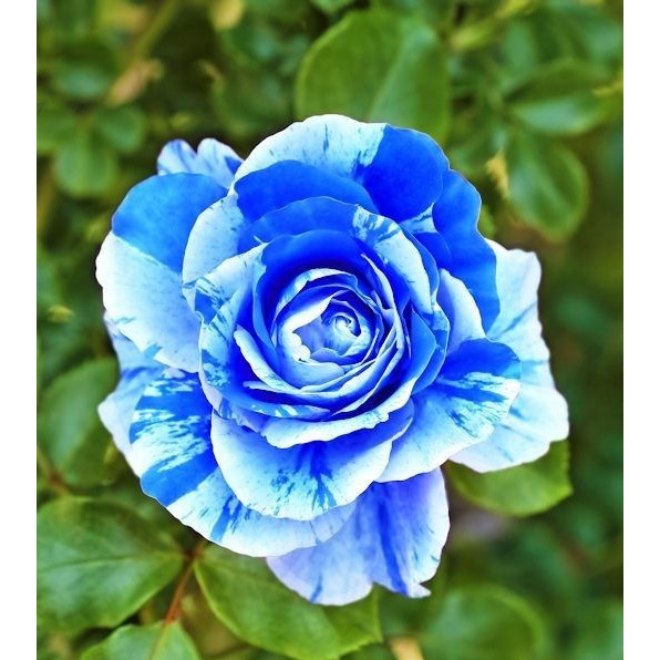 100 sements rosas light blue com manual de cultivo II