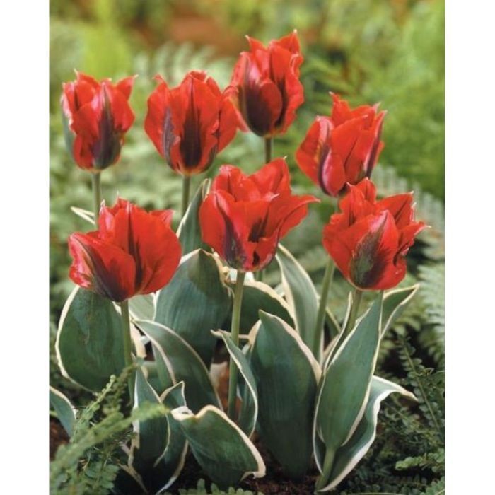 Tulipa 'Dawn's Early Light' – 100 sementes com manual de cultivo pronta entrega envio em 24h II