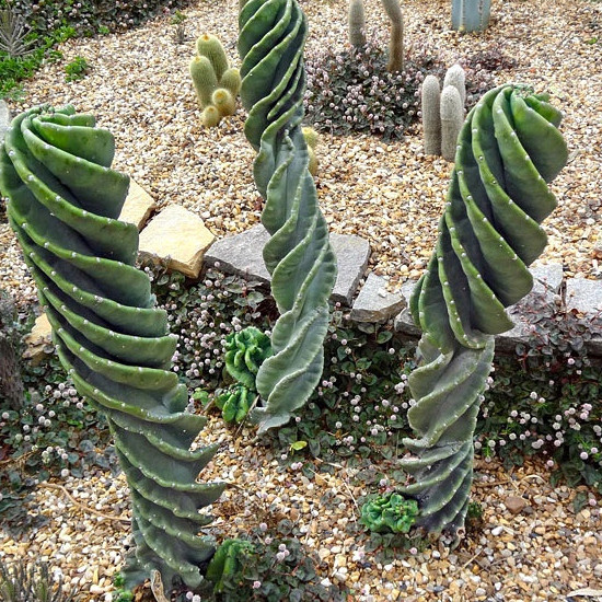 200 sementes raras de cactus parafuso c32
