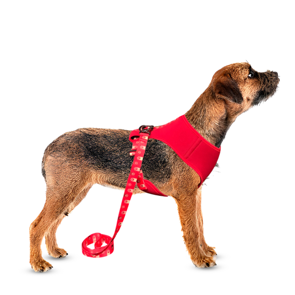Conjunto Peitoral Neoprene Com Guia De Seda Para Cachorro Cão Porte Pequeno - Conforto E Estilo Pet