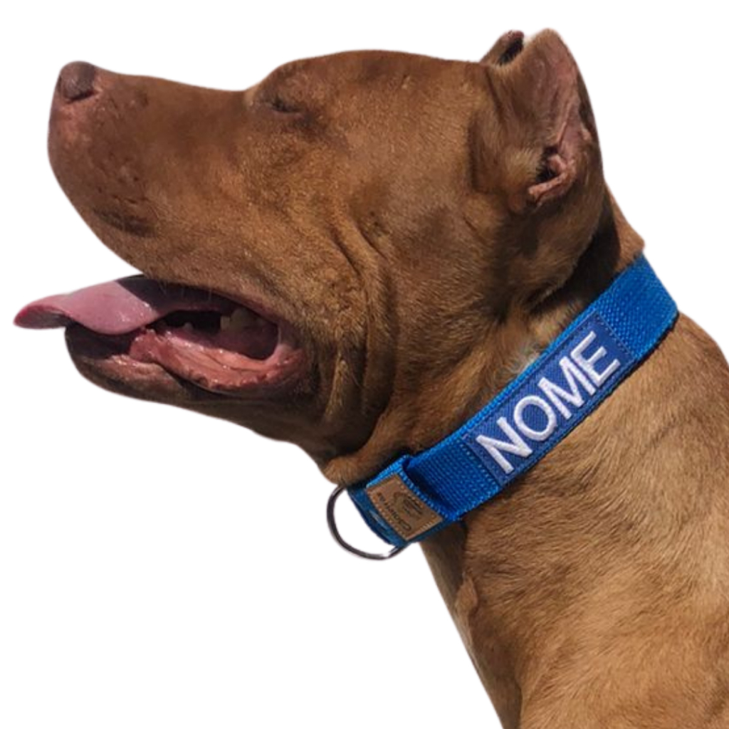 Coleira slim personalizada forte para cachorro de médio e grande porte.