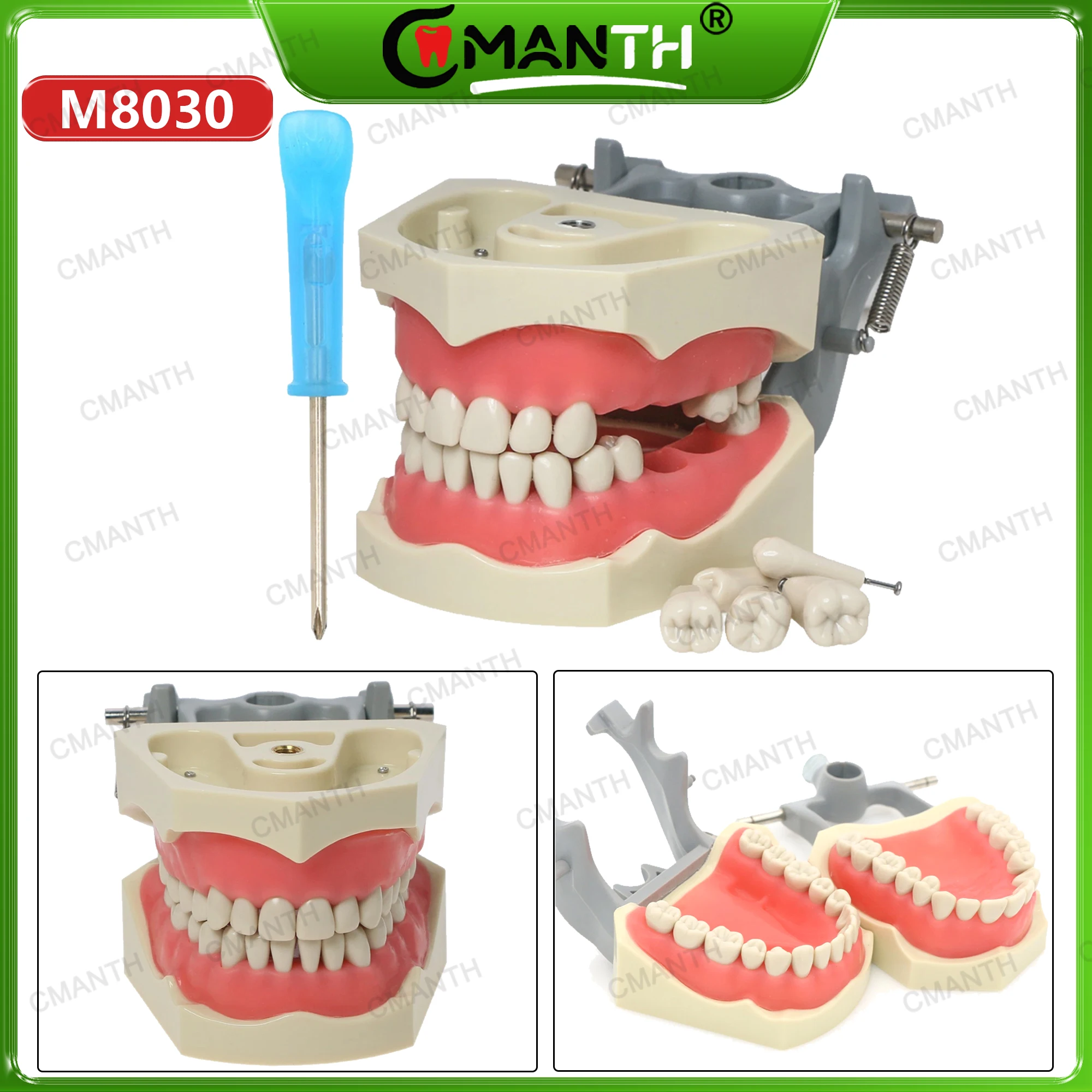 Dental Teeth Model For Columbia 860 Type Full Teeth 32Pcs Replacement Screw-in Practice Filling Gingivae Teeth Teach Training