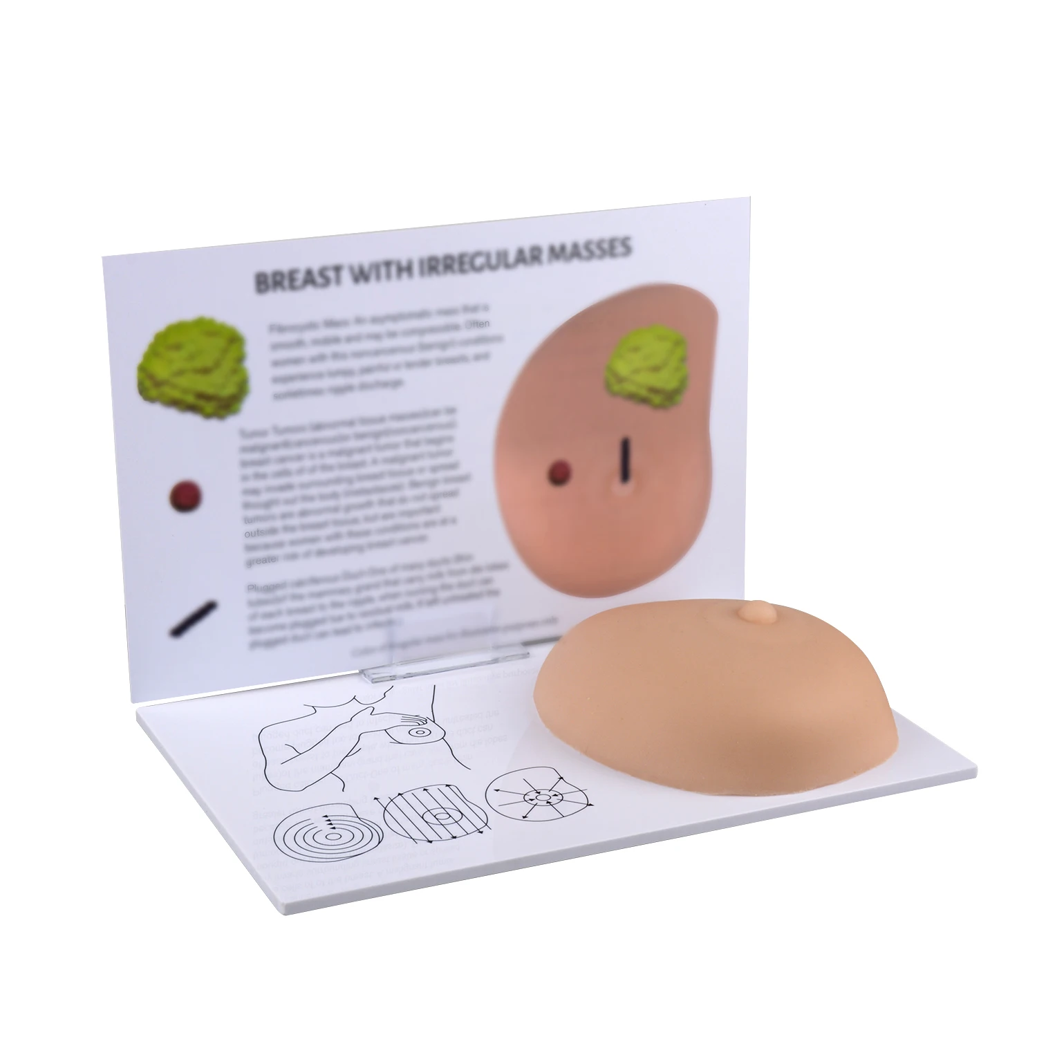 Human Pathological Anatomy Breast Self Exam(BSE) Model with Irregular Masses