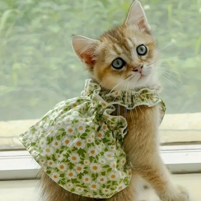 prod_6aa469c41ad7b5.14892441.webp