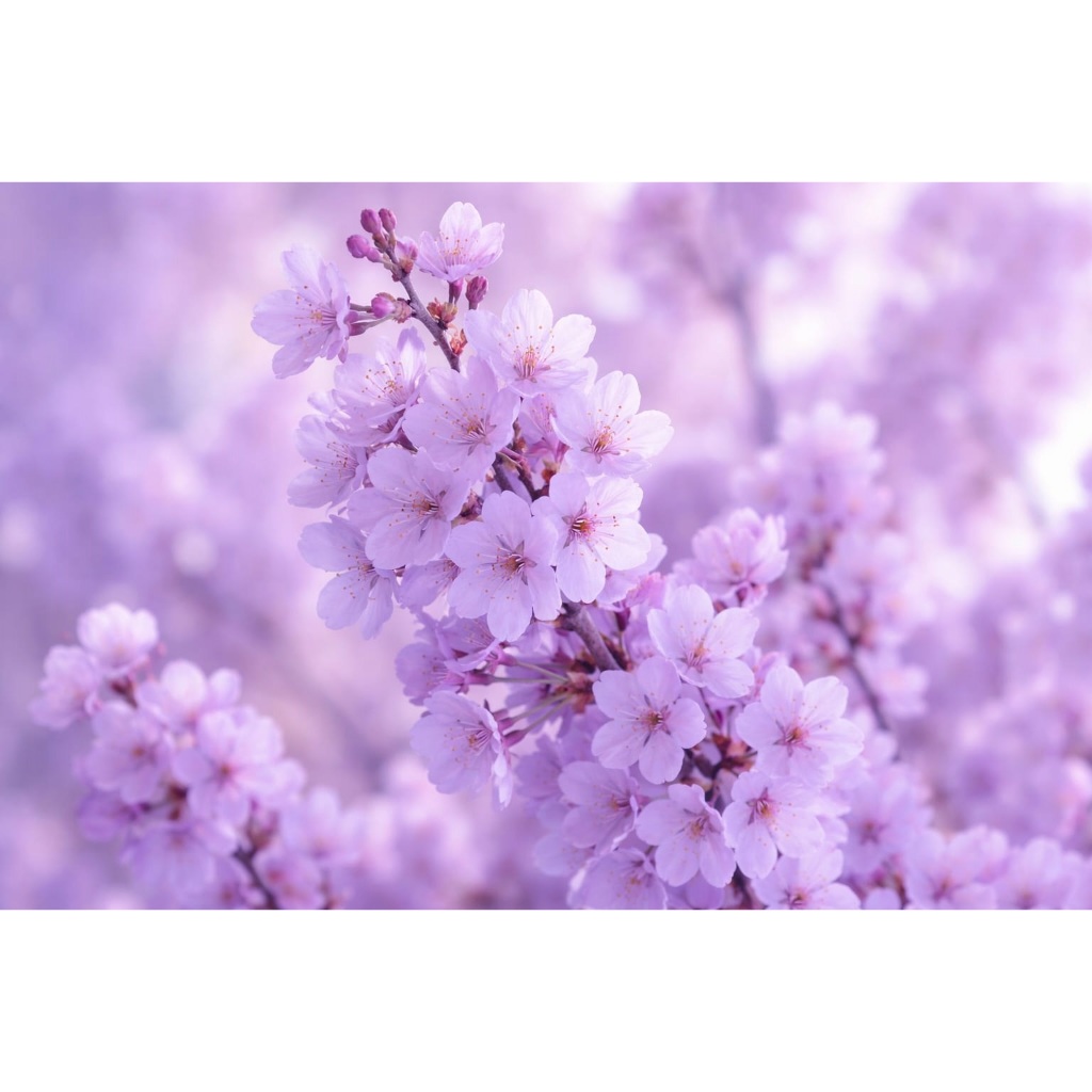 Mouse Pad Gamer Sakura Flor de Cerejeira Lilas  (58cm x 30cm)