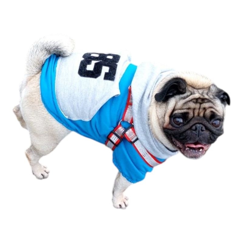 Blusa com Capuz  Raglan para Pugs e Buldogue Francês