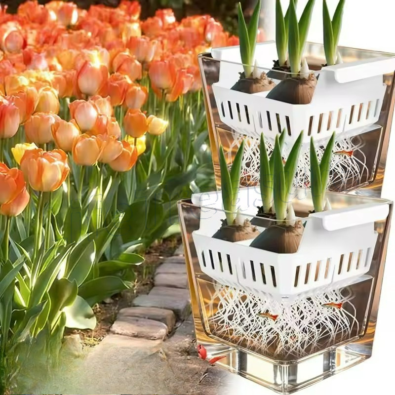 Recipiente De Plantio Hidropônico Tulip Corms-Cesta De Cultivo De Lâmpadas De Flores-Vaso Floral Aquático-Basbin Bolas D