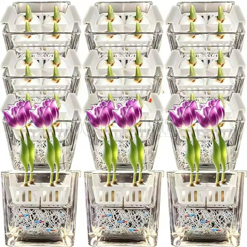 Recipiente De Plantio Hidropônico Tulip Corms-Vaso De Cultivo Floral Aquático-Cesta De Lâmpadas De Flores-Basbin Bolas D
