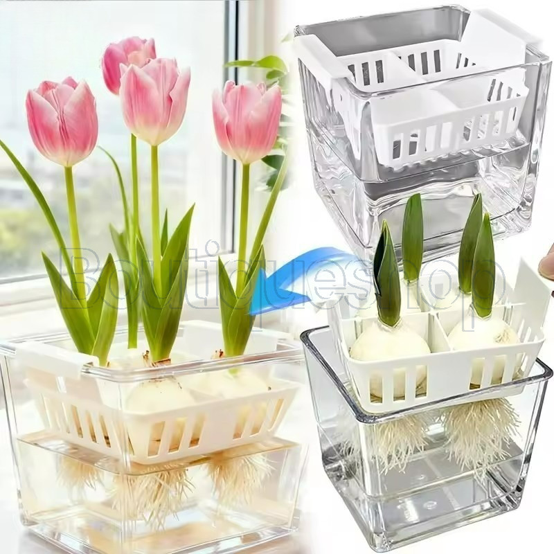 Basbin De Cultivo De Bolas De Sementes De Plantas-Recipiente De Plantio Hidropônico De Corms De Tulipa-Vaso Floral Aquát