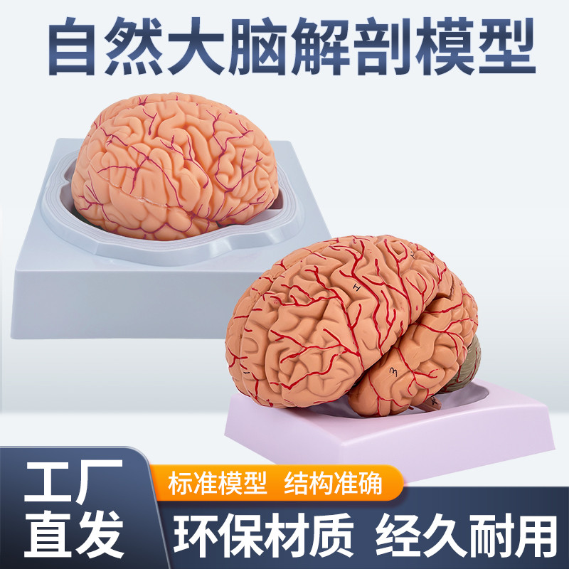 Modelo de anatomia do cérebro humano cérebro hemisférico cérebro haste cérebro sala cérebro modelo montar arte cerebral