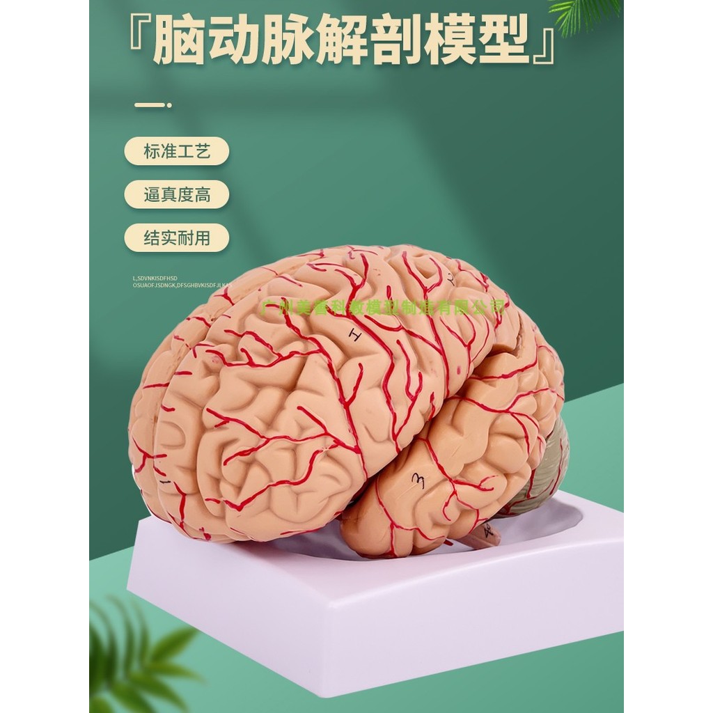 Modelo de anatomia do cérebro humano cérebro hemisférico cérebro haste cérebro sala cérebro modelo montar arte cerebral