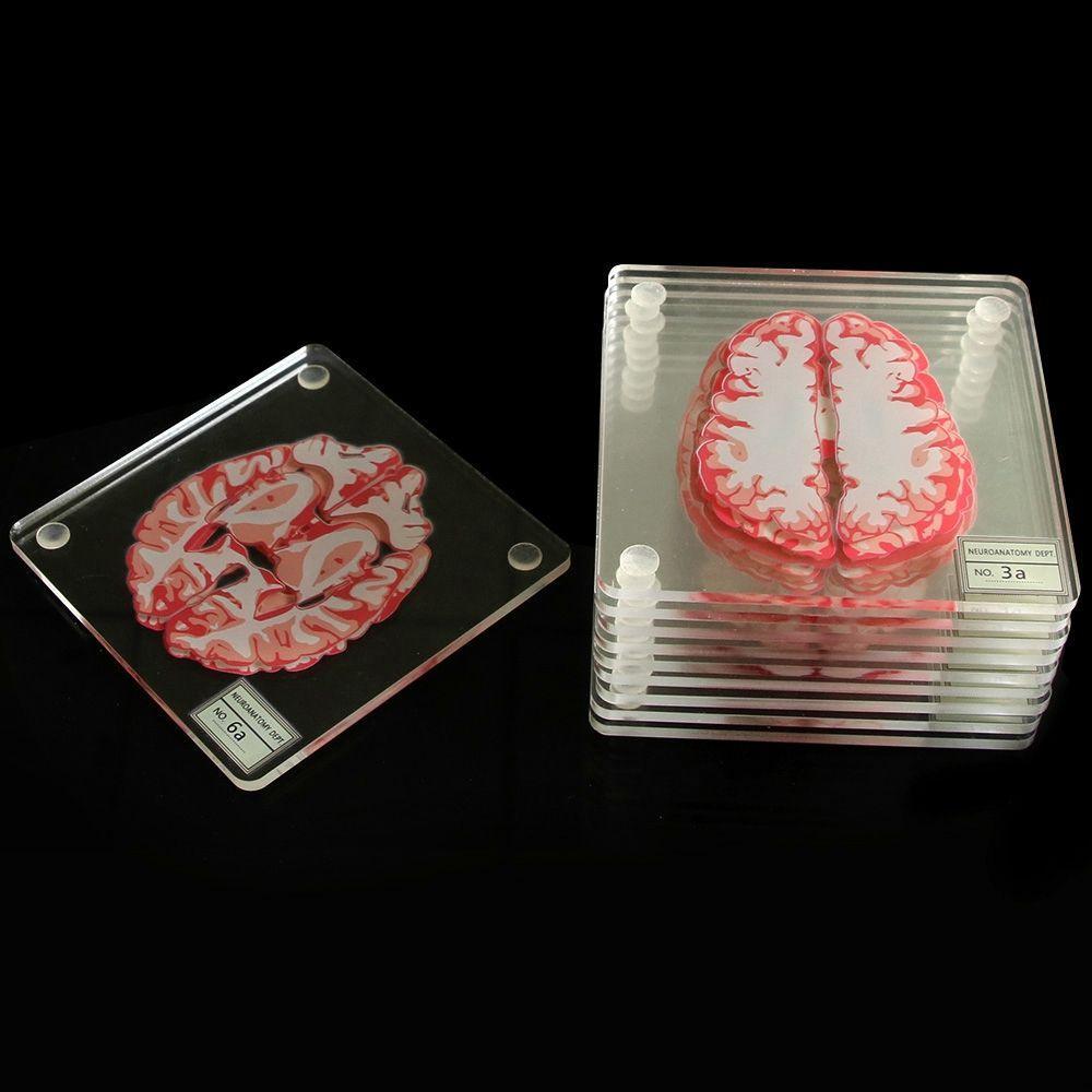 Porta-Copos Para Amostras SD413UDC Bebidas Cientistas Acrílicos Arte De Órgão Cerebral De Mesa