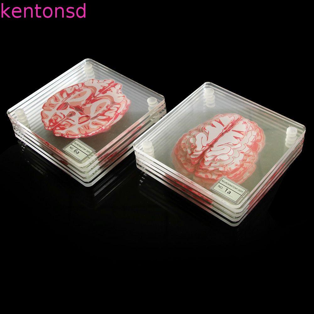 Porta-Copos Para Amostras , Bebidas , Cientistas 3D , Arte De Órgão Cerebral , De Mesa