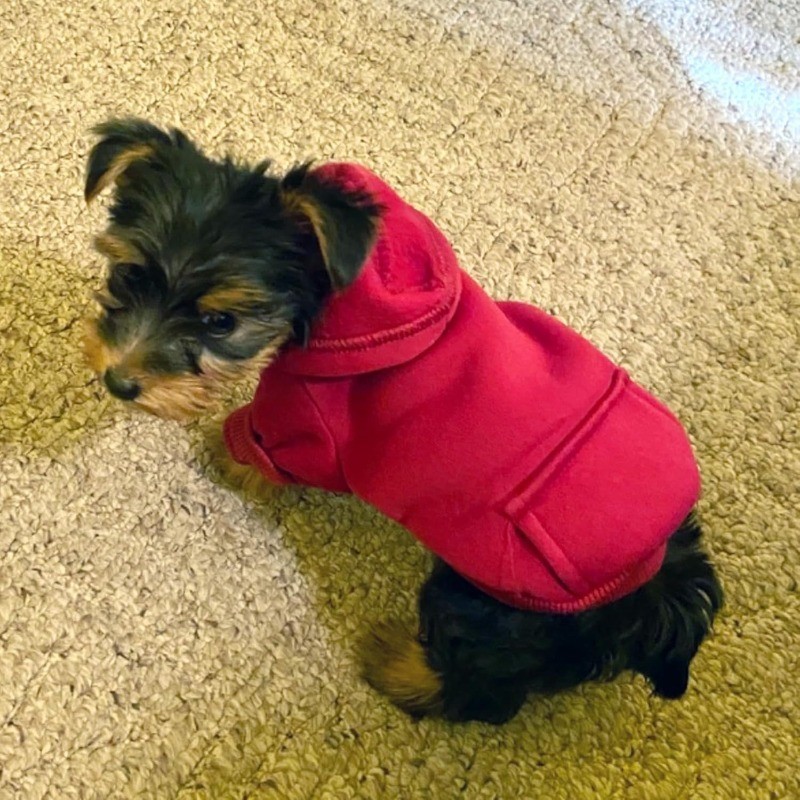 Winter Dog Hoodie Sweatshirts with Pockets Warm Dog Clothes for Small Dogs Chihuahua Coat Clothing Puppy Cat Custume (Re