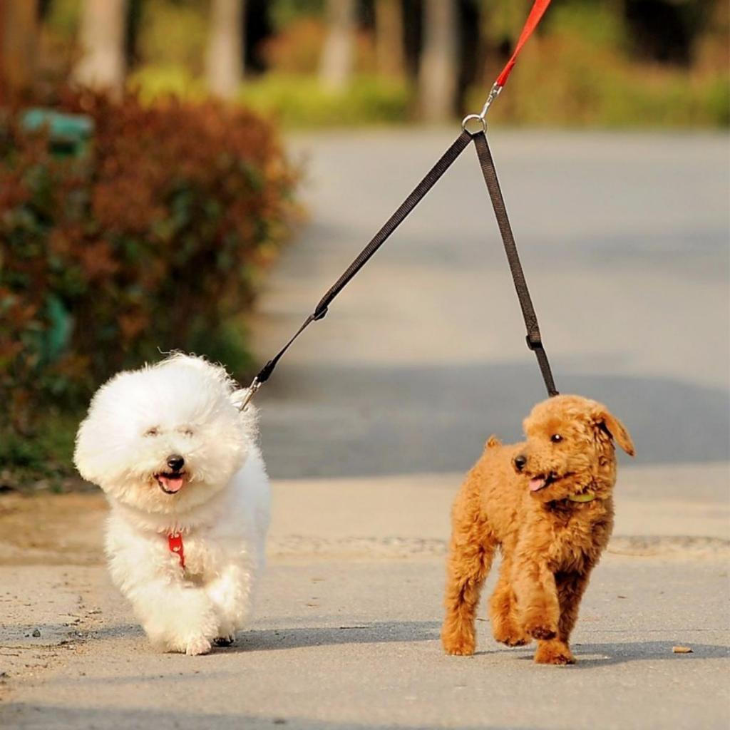 WALK 2 Two DOGS Leash Acoplador Trela De Caminhada Com Chumbo Duplo