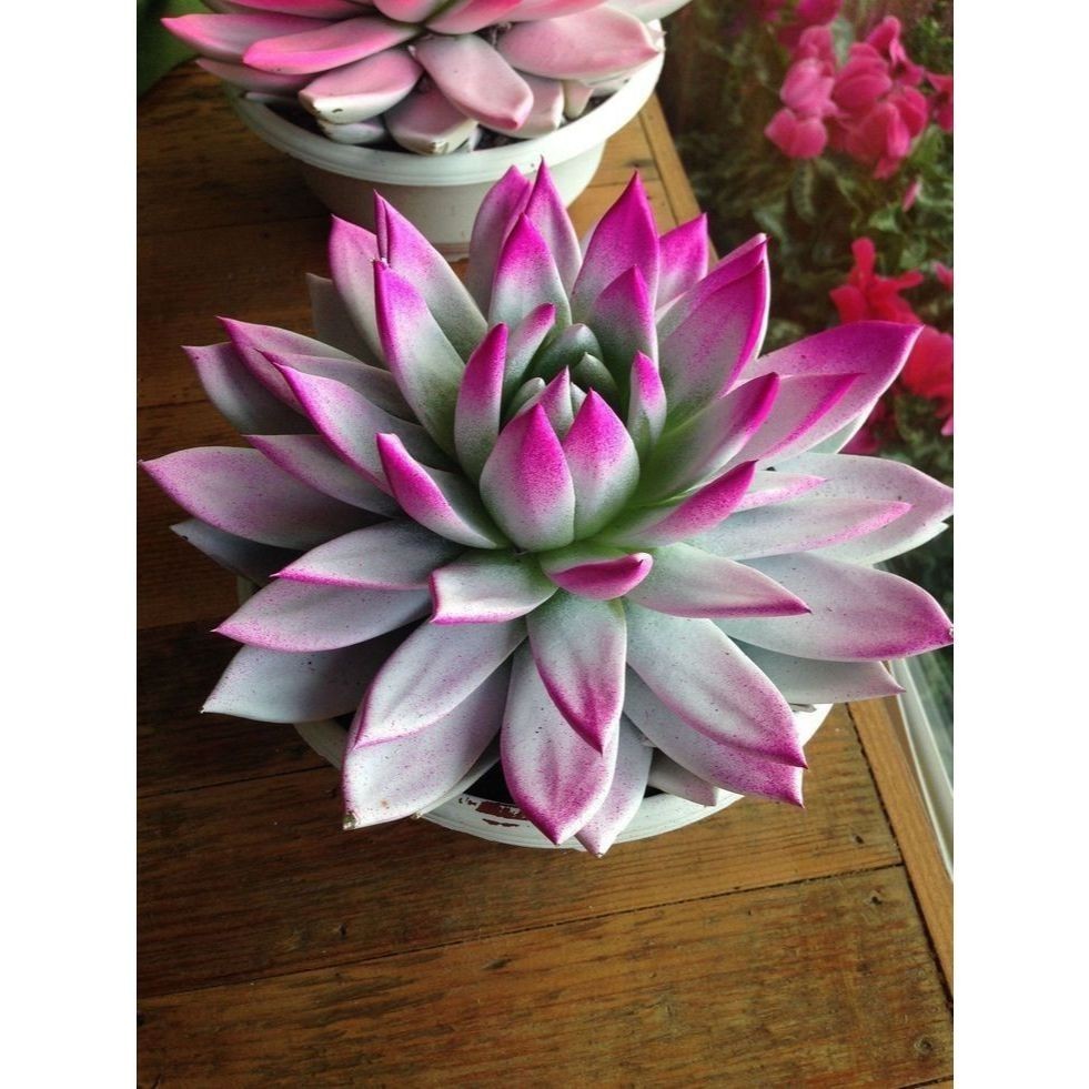 suculenta Cotyledon tomentosa (Bear’s Paw)100 Sementes de Com Manual de cultivo l