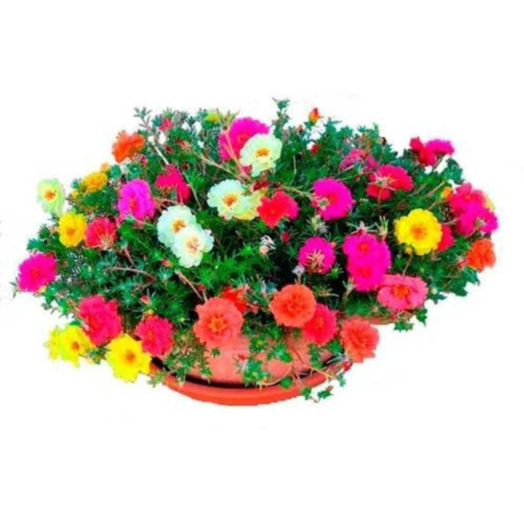 5.000 Sements DE Flor Onze Horas Portulaca Cores sortidas - ONZE HORAS /5000/pra fazer plantas ll