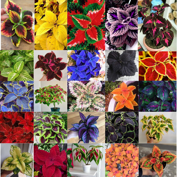 200 sements colleus sortidos varias cores pra vasos e jardins t4 pra fazer mudas ll