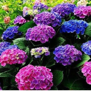 Sementes frescas 400 sements cores sortidas HORTÊNCIA Hydrangea macrophylla pra fazer muda lI