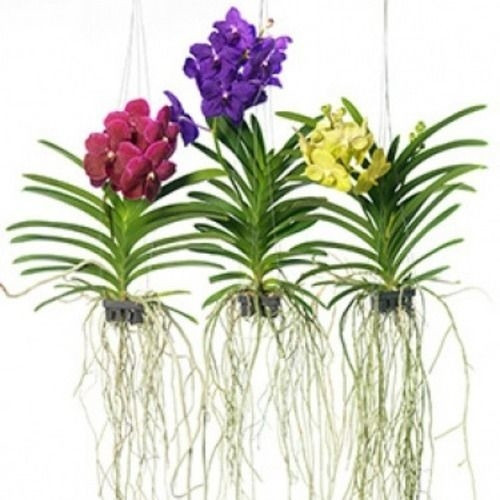 200 sements originais de orquídea vanda cores sortidas y2 pra fazer  novas plantas II