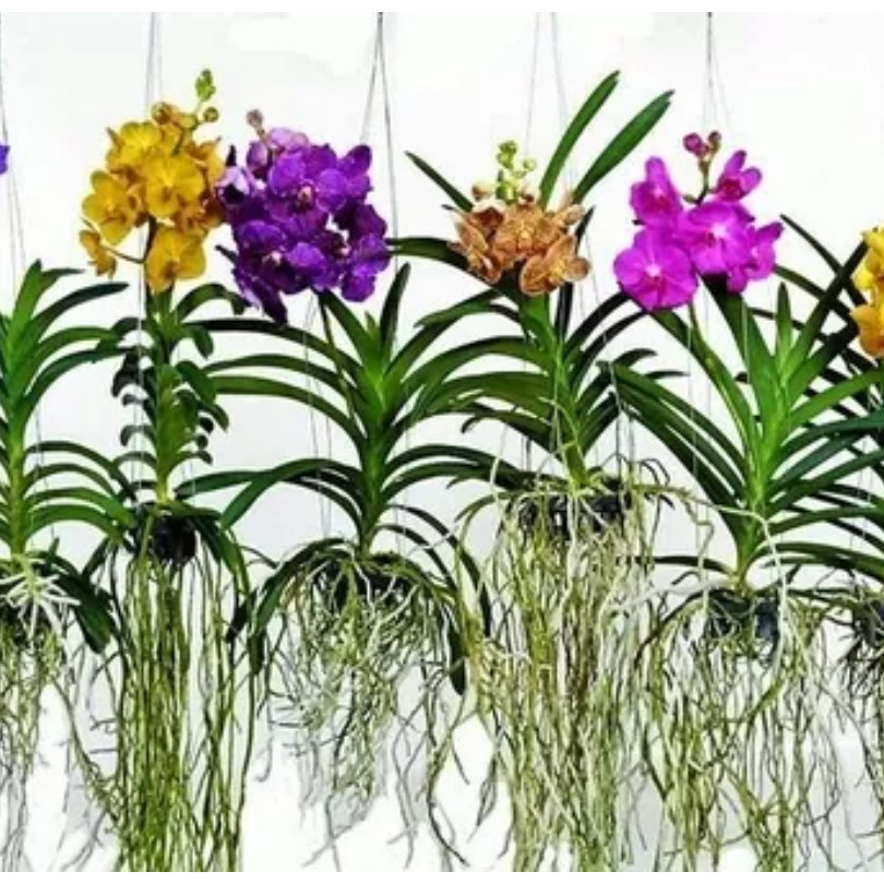 JAAA 200 sements de orquídea vanda cores sortidas b6 pra fazer muda l