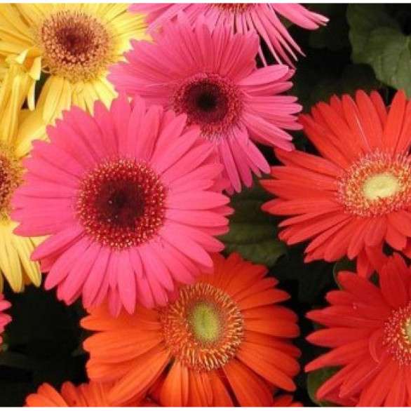 1000 Sements Gerbera originais  Sortida P/ Mudas cores variadas pra fazer novas plantas ll