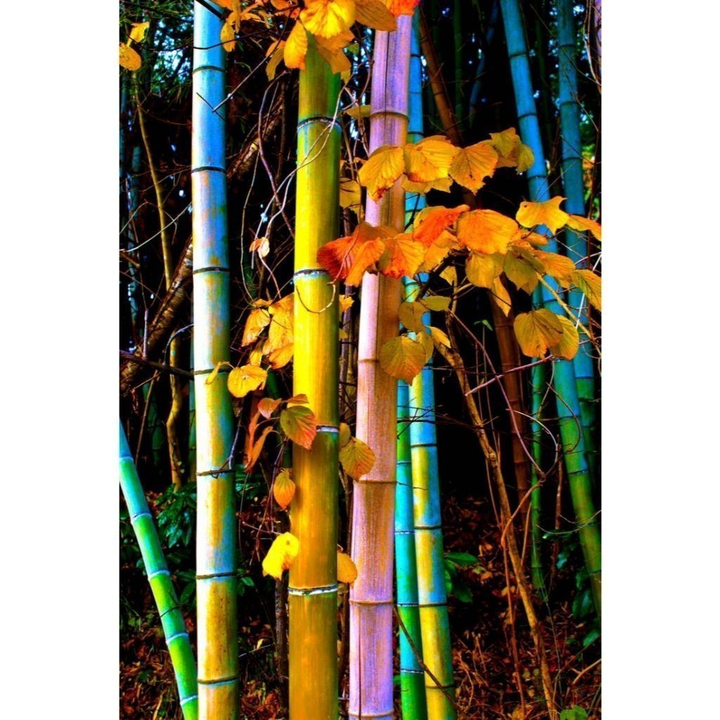 Bambu caudatus – Bambu-cauda longa. 100 sementes com manual de cultivo V