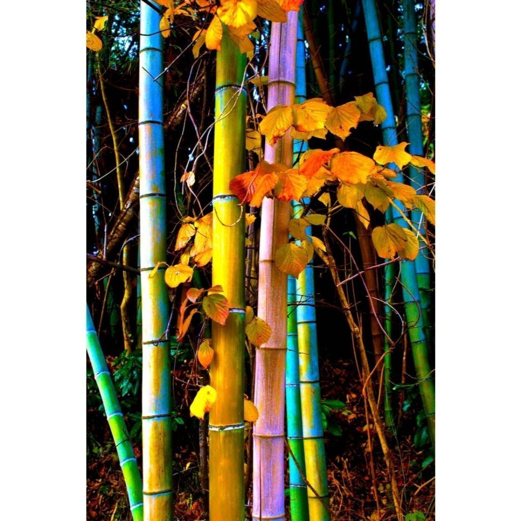 Bambu caudatus – Bambu-cauda longa. 100 sementes com manual de cultivo V