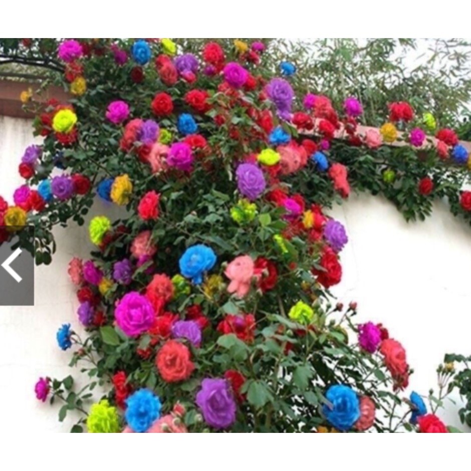 150 Sementes De Rosas Trepadeiras Diversas Cores Mix sortidas pra mudas PROMOÇÃO
