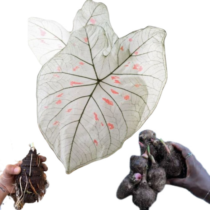 Bulbo de Caladium Solar Emerald Green (tinhorão) facil cultivo