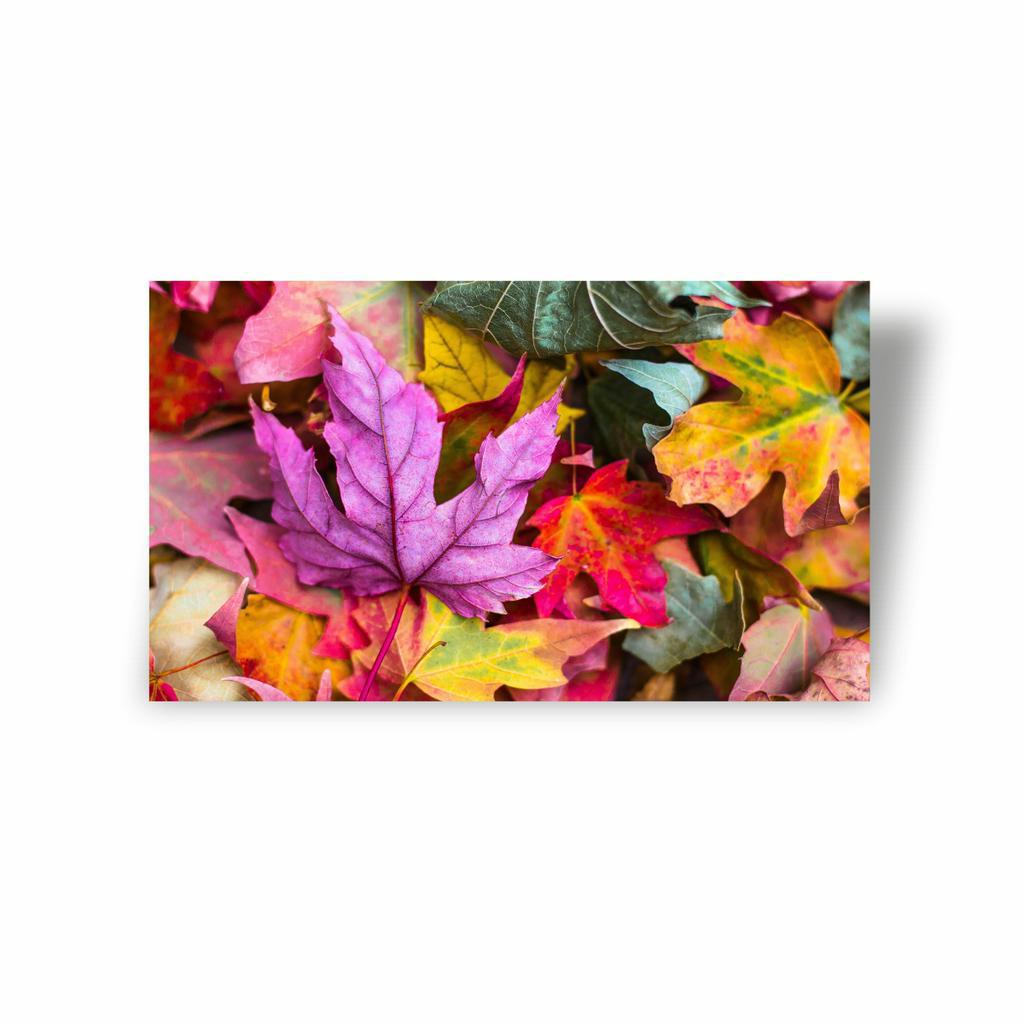 Fotografia Folhas Coloridas Quadro