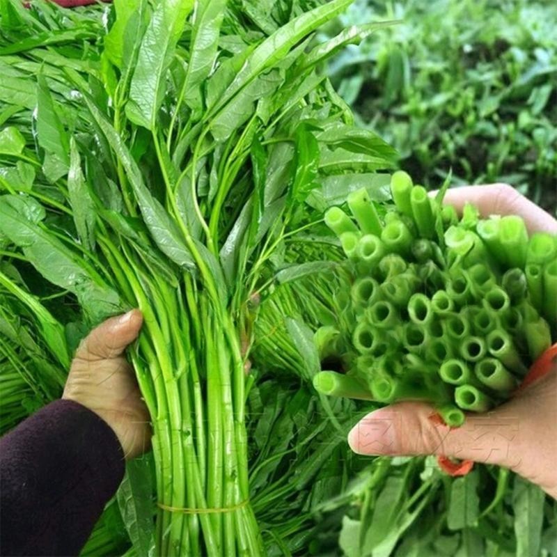 A-II PCS/PACK Kangkong Chinês 200 500 Sementes - Kang kong de Terra Alta/Sementes de Espinafre Aquático Boa Qualidade Sa