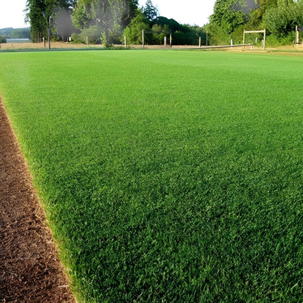 100 Semente De Grama Bermuda Campo De Futebol 62.000-(20m²)